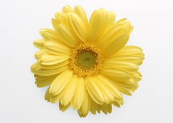 Pin by hossam zaki on * YeLLoW * | Flowers, Gerber daisies ...