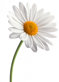 Mod The Sims - Daisies | Flowers | Pinterest | Flowers and Plants
