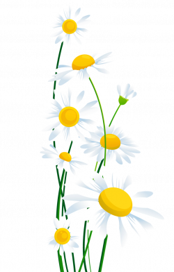 Daisy clipart daisie ~ Frames ~ Illustrations ~ HD images ~ Photo ...
