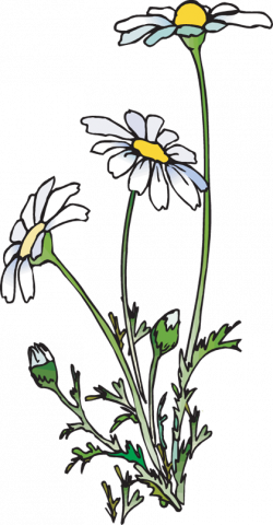 19 Daisies clipart HUGE FREEBIE! Download for PowerPoint ...