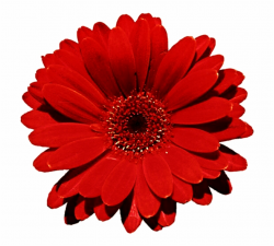 Pin Red Daisy Clip Art - Red Flower Transparent Background ...