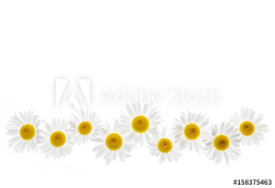 Daisy flower border - Buy this stock photo and explore ...