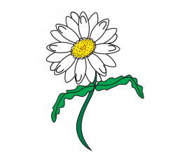 Drawn daisy transparent - Pencil and in color drawn daisy transparent