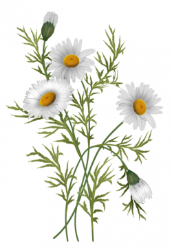vector flowers, daisies | flowers, vector, | Pinterest