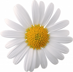 Camomile PNG image, free picture flower download | Цветы | Pinterest ...