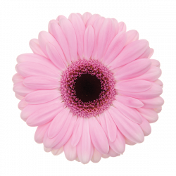 single - Florist Holland | Gerbera Specialist | Potted plants and ...