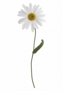 Tumblr Daisies Png - Single Daisy Free PNG Images & Clipart ...
