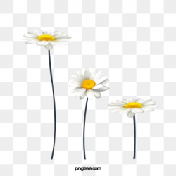 Daisy Png, Vector, PSD, and Clipart With Transparent ...