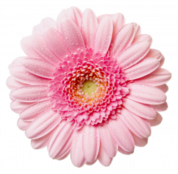 Gerbera Clipart Pink Daisy Free collection | Download and share ...