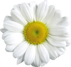 Daisy transparent clipart on daisies flower silhouette ...