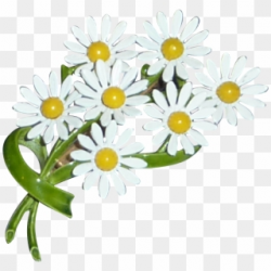 Daisy PNG Images, Free Transparent Image Download - Pngix