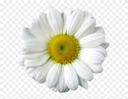 Free Clip Art - White Gerber Daisy Png, Transparent Png ...