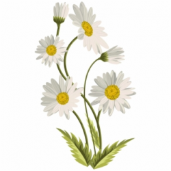 With Green Daisy Png - Pink And Green Flower Clipart - daisy ...