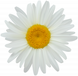 Daisy Clip Art PNG Image | Gallery Yopriceville - High-Quality ...
