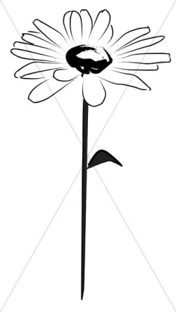 Daisy Opens to the Sun | Church Flower Clipart