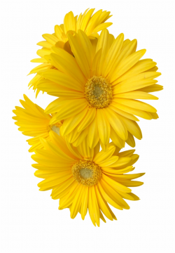 yellow #daisy #flower #flowers #freetoedit - Clip Art Sun ...