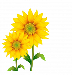 Free content Clip art - sunflower 1536*1600 transprent Png Free ...