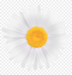 White Daisy Flower Png Clipart Image - Sunflower Guest Book ...