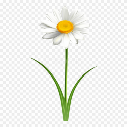 Free Png Download Daisy Flower Transparent Png Images ...