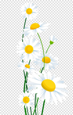 White daisies illustration, Common daisy , White Daisies ...