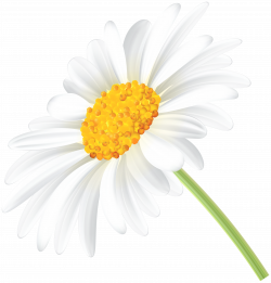 Daisy Transparent Clip Art PNG Image | Gallery Yopriceville - High ...