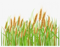 Daisy Clipart Wheat Grass - Wheat Clipart - Free Transparent ...