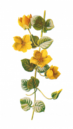 Wildflower clipart - PinArt | Free digital flower graphic ...