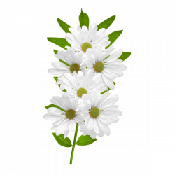 White Daisies Clipart | Gallery Yopriceville - High-Quality Images ...