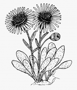 Kern Daisy - Wild Flower Clipart Black And White #62245 ...