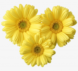 Yellow Daisies Clip Art Transparent PNG - 800x667 - Free ...