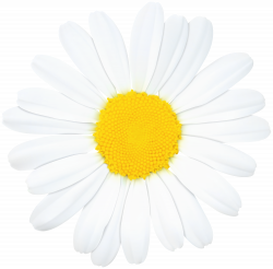 Daisy Flower PNG Clip Art Image | Gallery Yopriceville - High ...