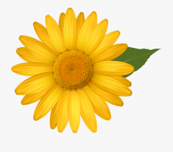 Yellow Daisies Clipground - Daisy Flower Clipart Png ...