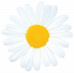 Daisy PNG Clip Art Image | Gallery Yopriceville - High-Quality ...