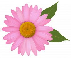 Pink Daisy PNG Clipart Image | Gallery Yopriceville - High-Quality ...