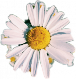 photo photography daisy af aesthetic flower white white...