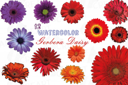 Watercolor Gerbera Daisy clip art pack, colorful gerberas 2