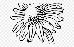 Daisy Clipart Daisey - Transparent Sunflower Clipart Black ...
