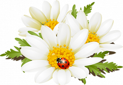 Summer daisy clipart, explore pictures