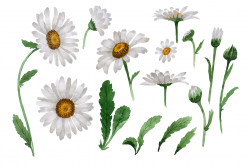 Beautiful flower white daisy PNG watercolor set