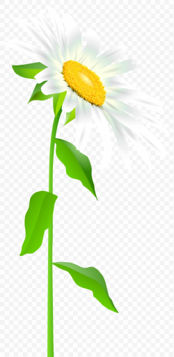 Common Sunflower Text Leaf Illustration, PNG, 3416x7000px ...