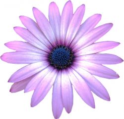 Purple Daisy flower clipart, 10cm | This clipart-style image ...