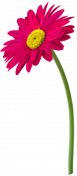 Free photo: gerbera flower - petal, plant, nobody - Creative Commons ...
