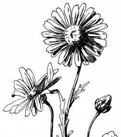 Free Free Daisy Images, Download Free Clip Art, Free Clip ...