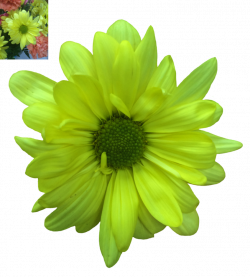 Green Daisy Png Stock by DLR-Designs on DeviantArt