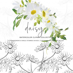 Watercolor Daisy Clipart Hand Painted Daisy Clipart Daisy Bouquets and  Single Stemmed Daisies Seamless Patterns Commercial Use