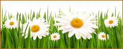 Appealing Grass And White Flowers Png Clipart Gallery Yopriceville ...