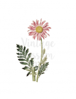 Daisy Clipart Flower Vintage Illustration, Digital Download PNG  Illustration, Digital Graphic, Botany Clipart - 1135