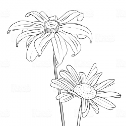 Download daisy line drawings clipart Floral design Drawing ...