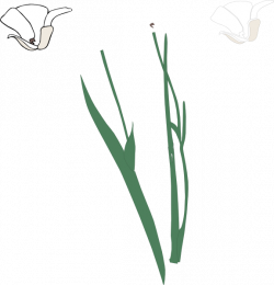 White Long Stem Flower Broke Apart Clip Art at Clker.com - vector ...