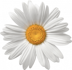 Camomile-flower-free-PNG-transparent-images-free-download-clipart ...